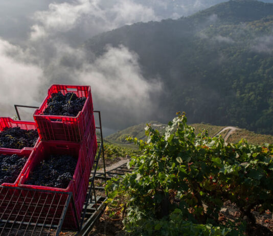 Geschichte des Weinbaus und der Weinproduktion in Wien
