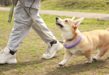 Hundetraining und Ausbildungszentren in Wien