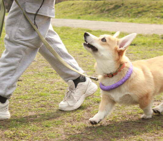 Hundetraining und Ausbildungszentren in Wien