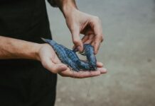 Aquakultur in Österreich: Ist es realistisch, eine Garnelenfarm in Wien zu finden?