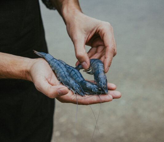 Креветковая ферма возле Вены